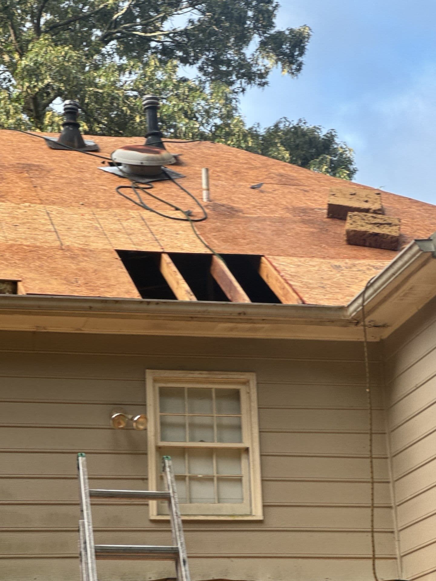 What's Really Hiding Under Your Shingles image